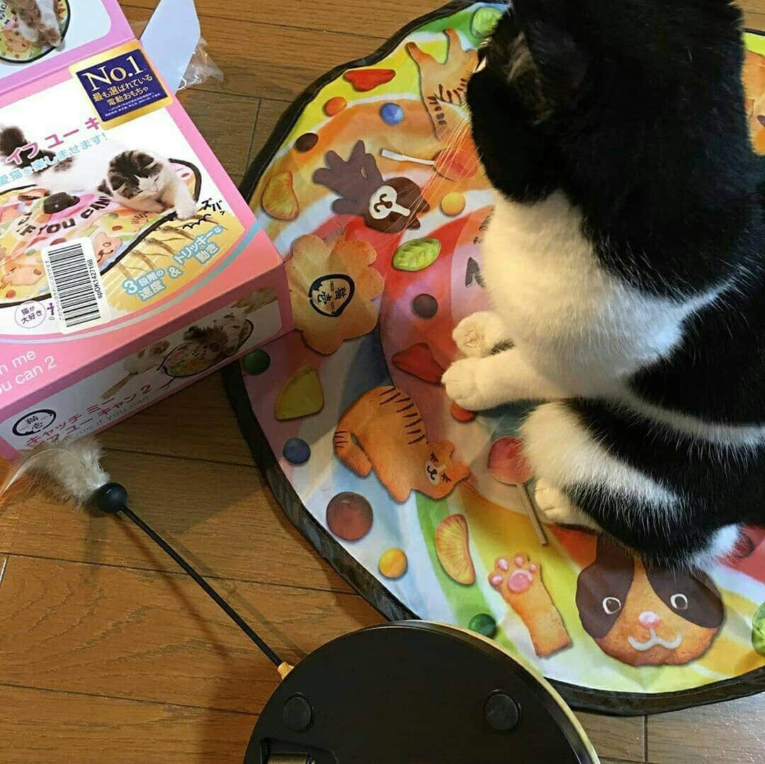 猫壱（ねこいち•ネコイチ）さんのインスタグラム写真 - (猫壱（ねこいち•ネコイチ）Instagram)「. 【Instagramに投稿して猫壱商品をもらっちゃおう✨ 】 ▫ キャッチミーイフユーキャンは動かなくても猫から人気😁❤ ▫ #カバーだけでも #楽しいみたい😁👍 ▫ ▫ お写真の商品は#キャッチミーイフユーキャン2 でした✨ ▫ ▫ ▫ :::::::::#猫壱 ::::::: #猫壱キャンペーン 7月はキャッチミーイフユーキャンが対象です❤ ▫ お持ちの方は @necoichicojp から応募要項をチェックして是非ご応募くださいね❤ ▫ ▫ Repost from @berunyaa_n  thank-you💕💕💕」7月12日 20時48分 - necoichicojp