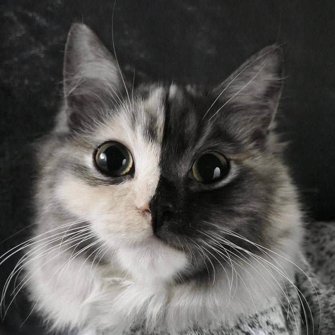 PECOねこ部のインスタグラム