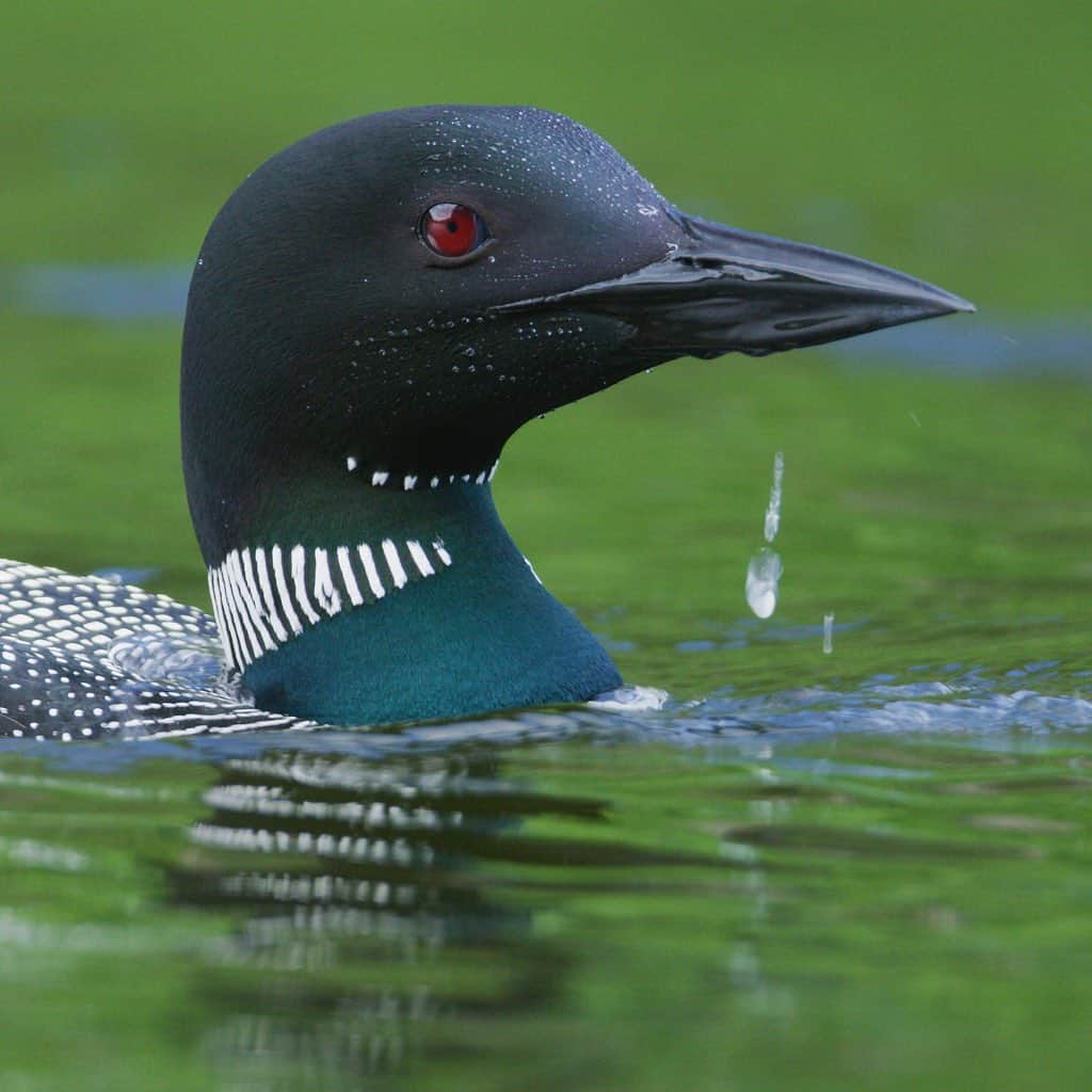 Tim Lamanさんのインスタグラム写真 - (Tim LamanInstagram)「Photo by @TimLaman.  I’ve been filming Loons this past week in Maine for the Cornell Lab of Ornithology.  Check out my story today for a little behind the scenes glimpse.  Loons are an iconic species of the North that depend on clear water lakes and are an indicator species of a healthy environment.  #Loons #Maine @CornellBirds #cornelllabofornithology #shotonRED @reddigitalcinema」7月12日 21時08分 - timlaman