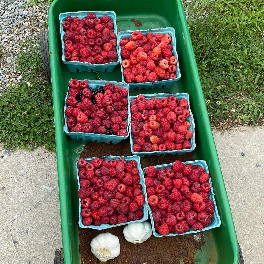 ボビー・ブラウンのインスタグラム：「Hand picked by @jplofker @5dukes and me. Fiber for days. #summer #rasberries」
