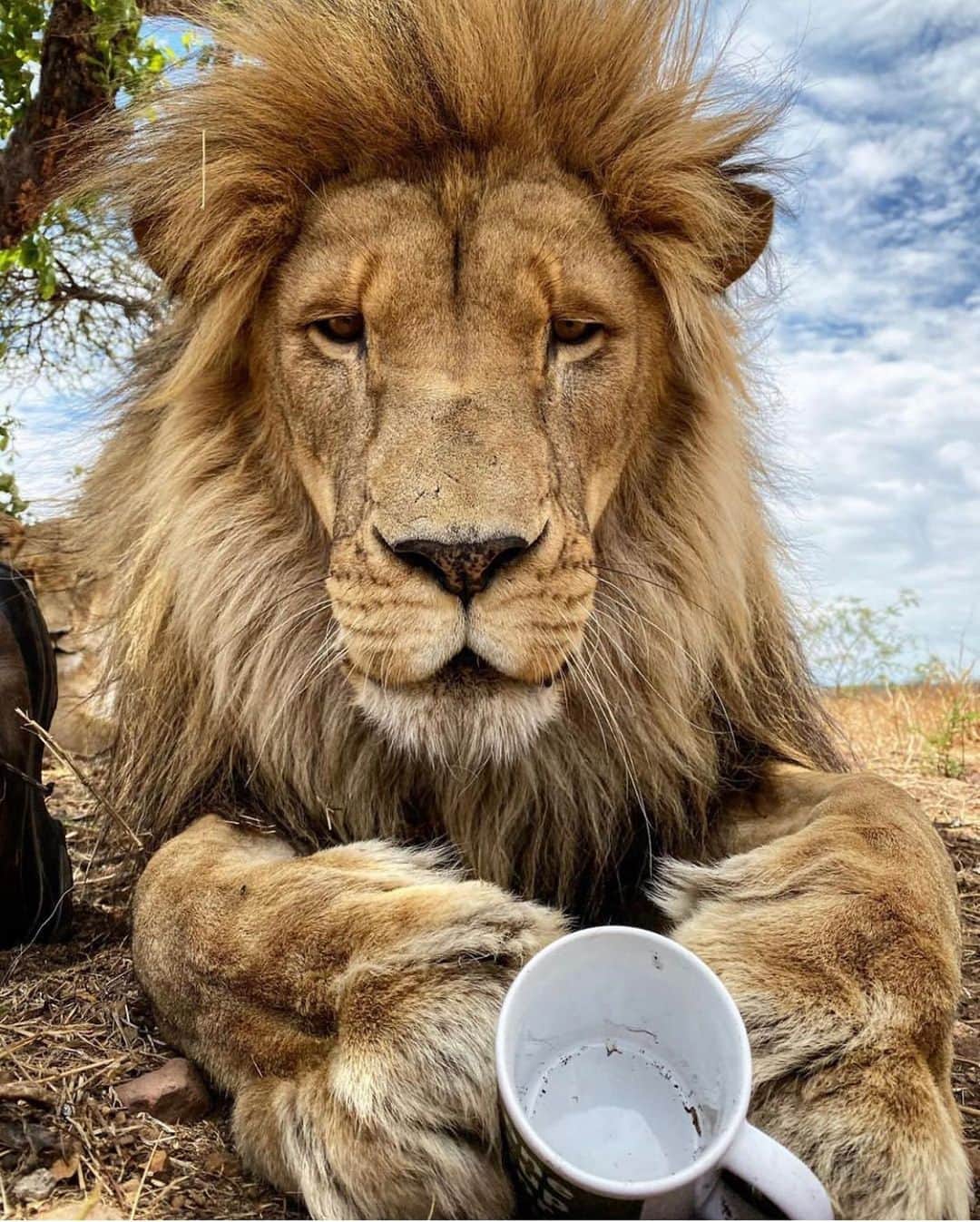 バフェティンビ・ゴミスさんのインスタグラム写真 - (バフェティンビ・ゴミスInstagram)「The lion always feel better after a good gahwa ☕️🦁 #thelioniscoming」7月12日 21時19分 - bafetimbigomis