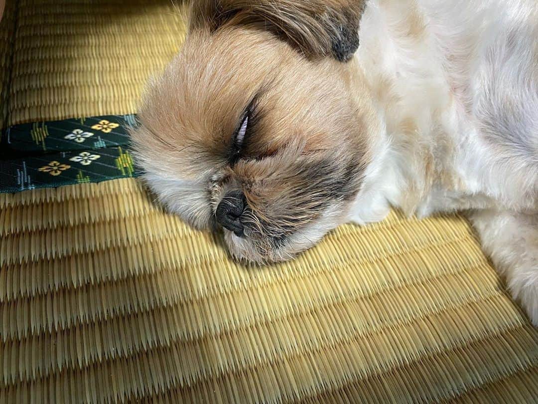 比嘉真美子のインスタグラム：「爆睡。 非常に怖いんですけど😂 そんな君も大好きです💕 #シーズー犬 #爆睡 #愛犬 #たまらん」