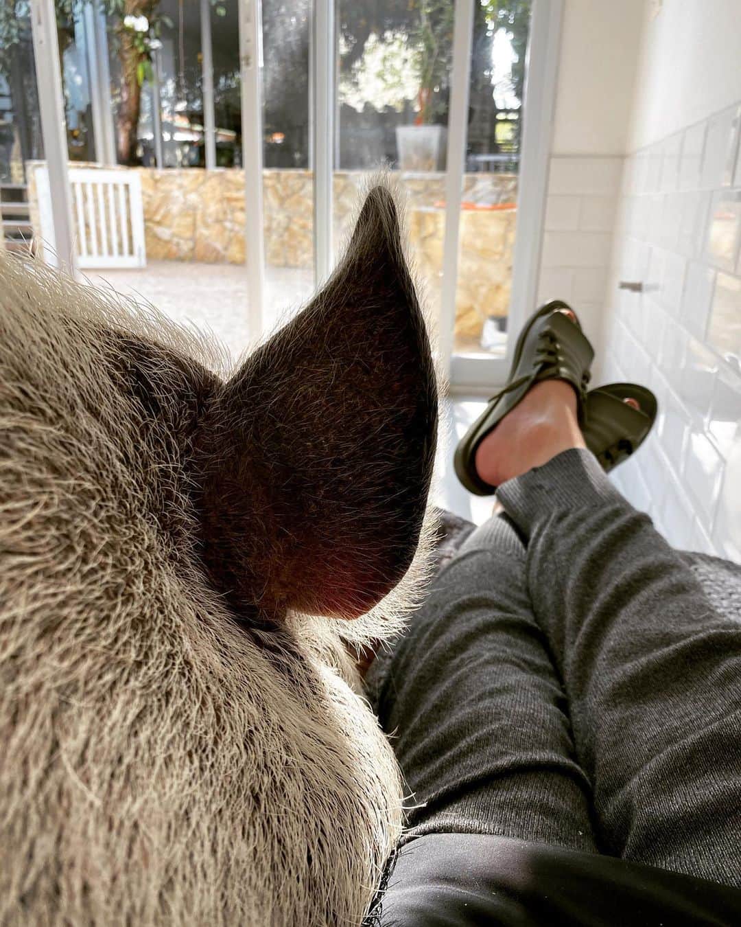 のインスタグラム：「Sunday mood!  #sundayfunday #sundaymood #jamonthepig #meandmom #petsnotfood #friendsnotfood #pig #pigs #pet #pets」