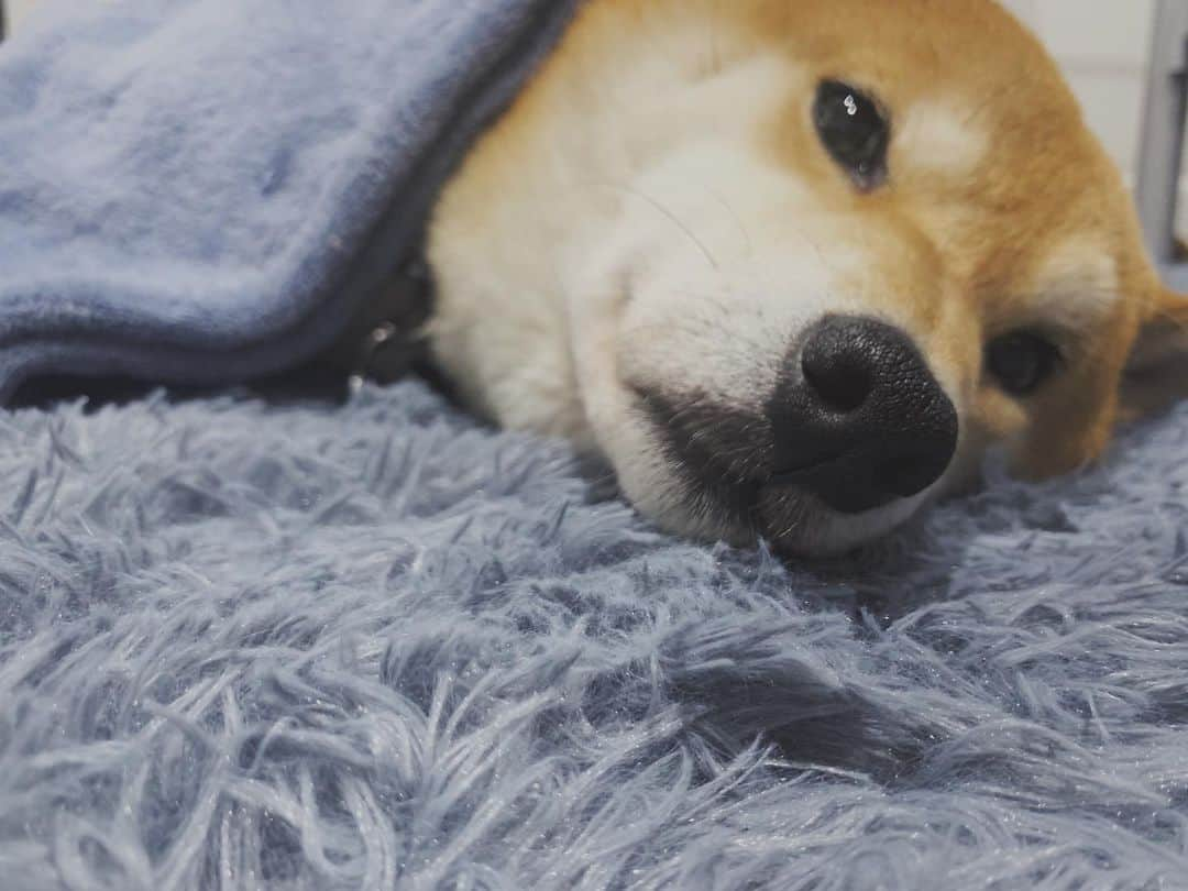 Shibainu Pontaのインスタグラム