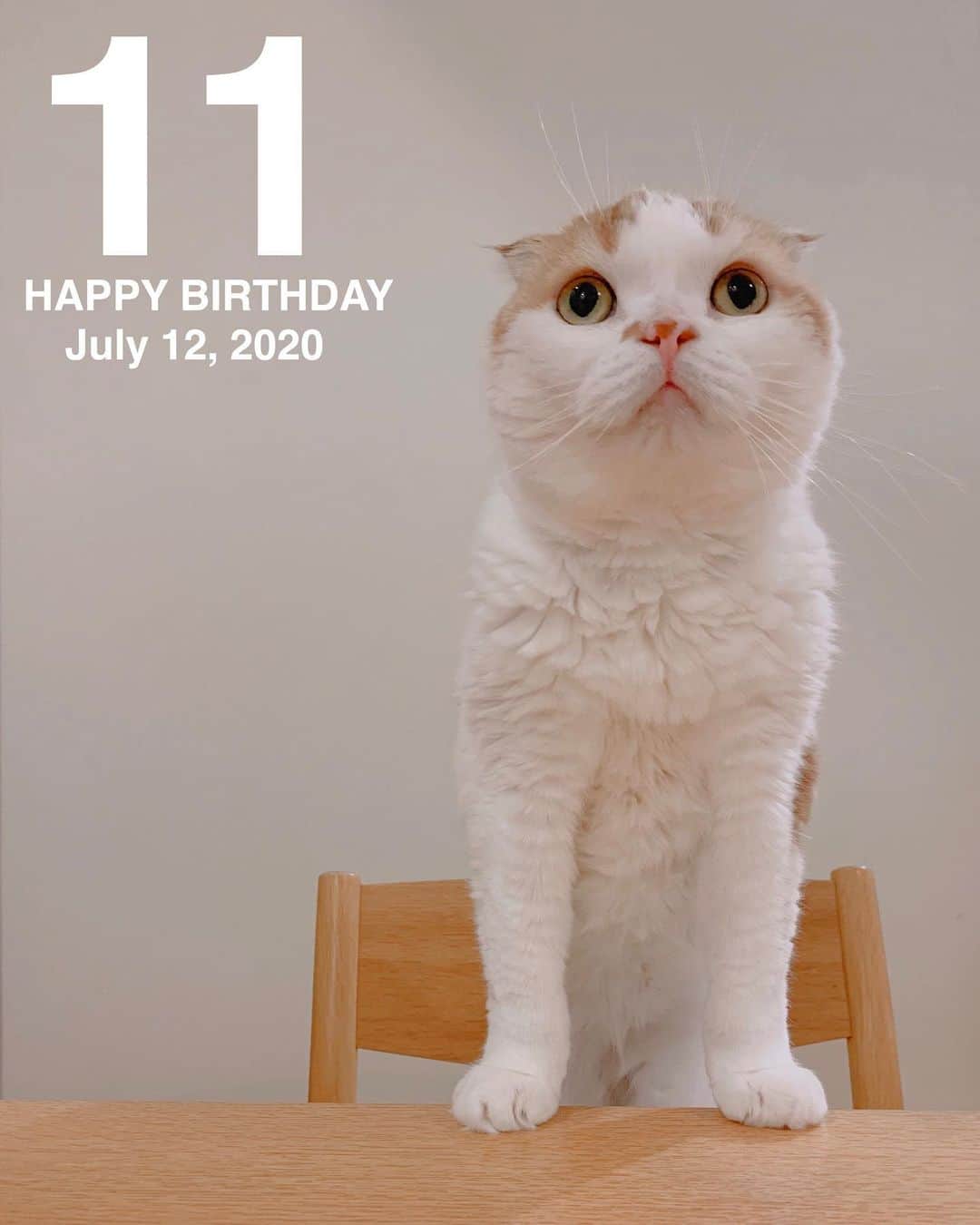 のんたのインスタグラム：「今日はのんちゃん11歳のお誕生日🎉 インスタを始めたときはまだ1歳だったのんちゃん 今まで大きな病気もせずに健康でいてくれて そして誰よりもかわいくて優しいのんちゃんに 家族みんな感謝しかありません。 これからもずっとのんちゃんらしく のんびり過ごしてほしいなぁと思います。 いつものんちゃんを可愛がってくださり ありがとうございます😊 #のんたバースデー ・ #scottishfold #catstagram_japan #catsofinstagram #cats_of_instagram#catoftheday #ilovemycat #bestmeow #catlover #cutecat #kittensofinstagram #cute #スコティッシュフォールド」