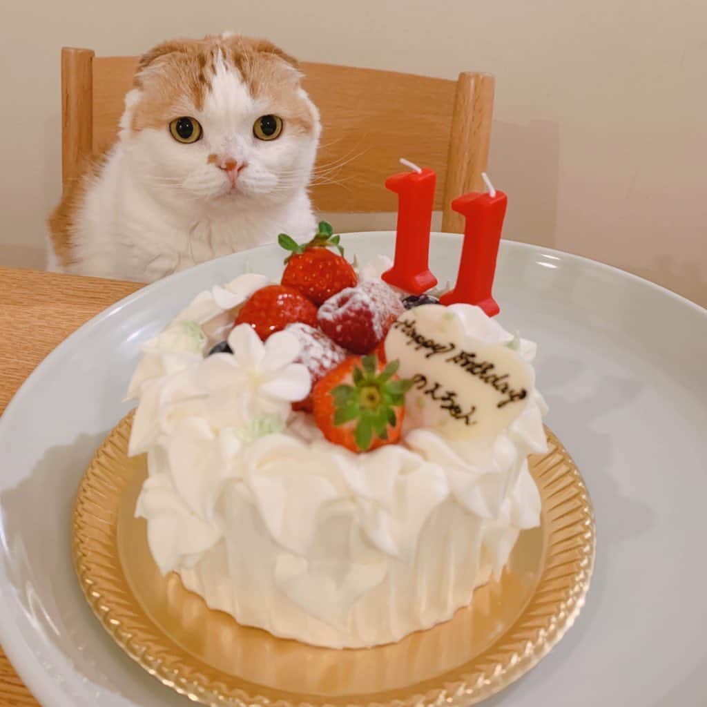 のんたのインスタグラム：「かわいいケーキでお祝いしました ろうそくの「11」が感慨深い🎂しみじみしちゃう ④⑤プレゼントは新しい爪とぎ 開封したらすぐにやってきて使ってくれました。 ・ #scottishfold #catstagram_japan #catsofinstagram #cats_of_instagram#catoftheday #ilovemycat #bestmeow #catlover #cutecat #kittensofinstagram #cute #スコティッシュフォールド」