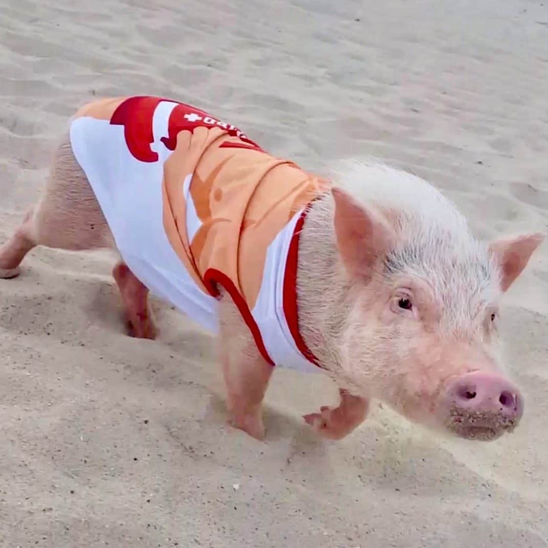 Priscilla and Poppletonさんのインスタグラム写真 - (Priscilla and PoppletonInstagram)「I think I just forgot how to swim. Come save me Penn!🐷⛑💦Happy Snout Sunday from the hottest lifeguard on the beach!🐽🏖#hotlifeguard #piggypenn #saveme #PrissyandPop」7月12日 22時26分 - prissy_pig