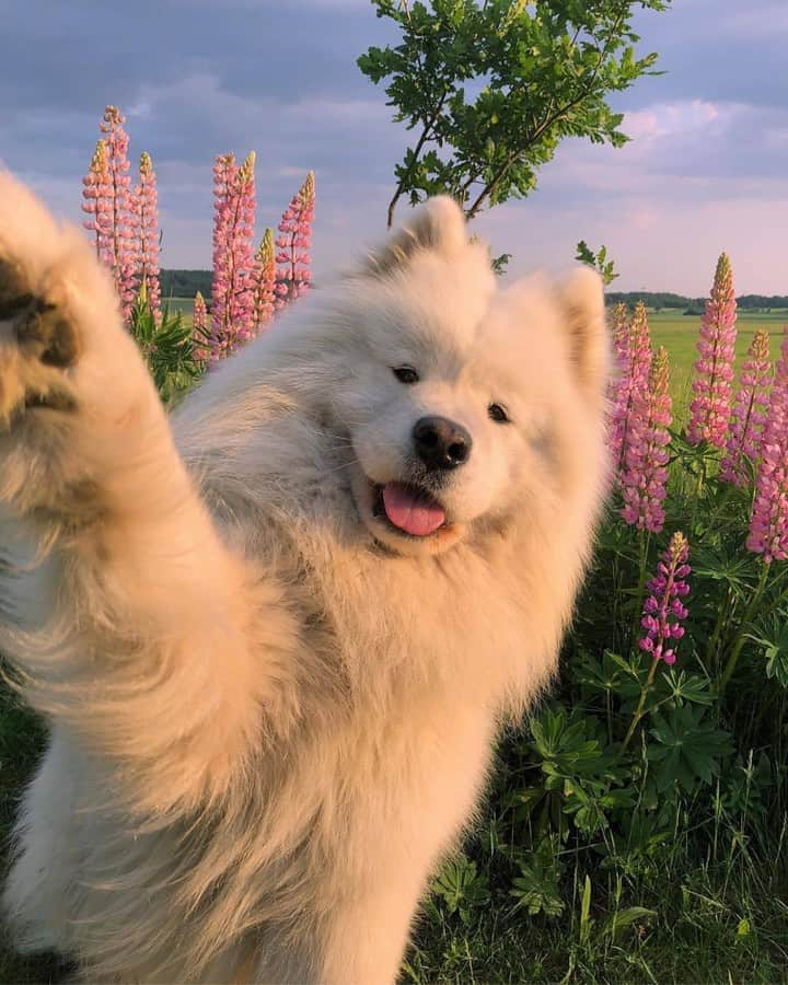 ケイト・スペードさんのインスタグラム写真 - (ケイト・スペードInstagram)「are we doing #selfiesunday right? 🐶 #repost @samoyedmelker」7月12日 22時21分 - katespadeny