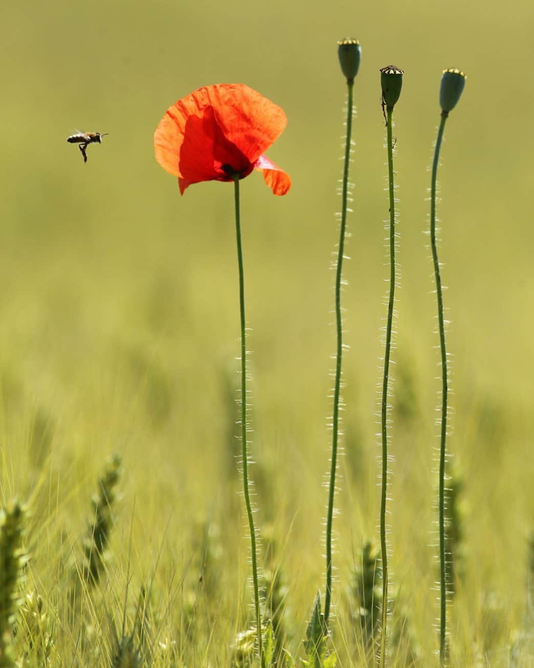 thephotosocietyさんのインスタグラム写真 - (thephotosocietyInstagram)「Photo by @joepetersburger/@thephotosociety // THE ARRIVAL // #honeybee (Apis mellifera) arrives to a red #poppy (Papaver rhoeas) #flower. I just stopped beside a wheat field for 3 minutes to have this shot. Even though, it seems quite impossible to catch such moment during so short time, it is quite predictable. If you have a flower in the mid of millions of #wheat, you will have a #pollinator showing up for sure. The fact that she is in focus as well is more of luck… Taken about 8 miles from our home in #Hungary. No need to travel far away for fantastic experience. Travel less, discover your backyard, reduce your ecological footprint! #redpoppy #bee #pollination」7月12日 22時22分 - thephotosociety