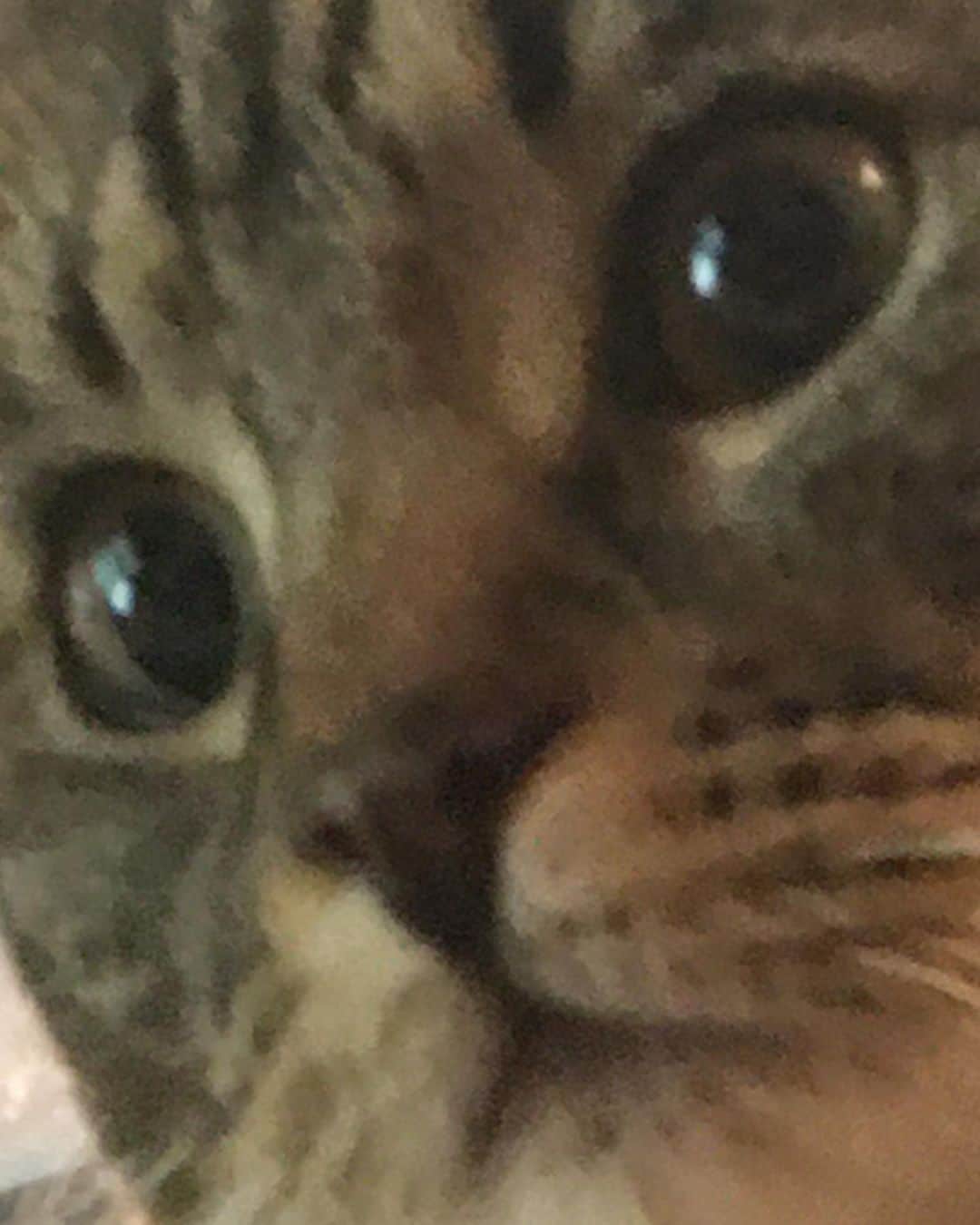 ポーター・ロビンソンのインスタグラム：「i luv my cat god she’s so beautiful」