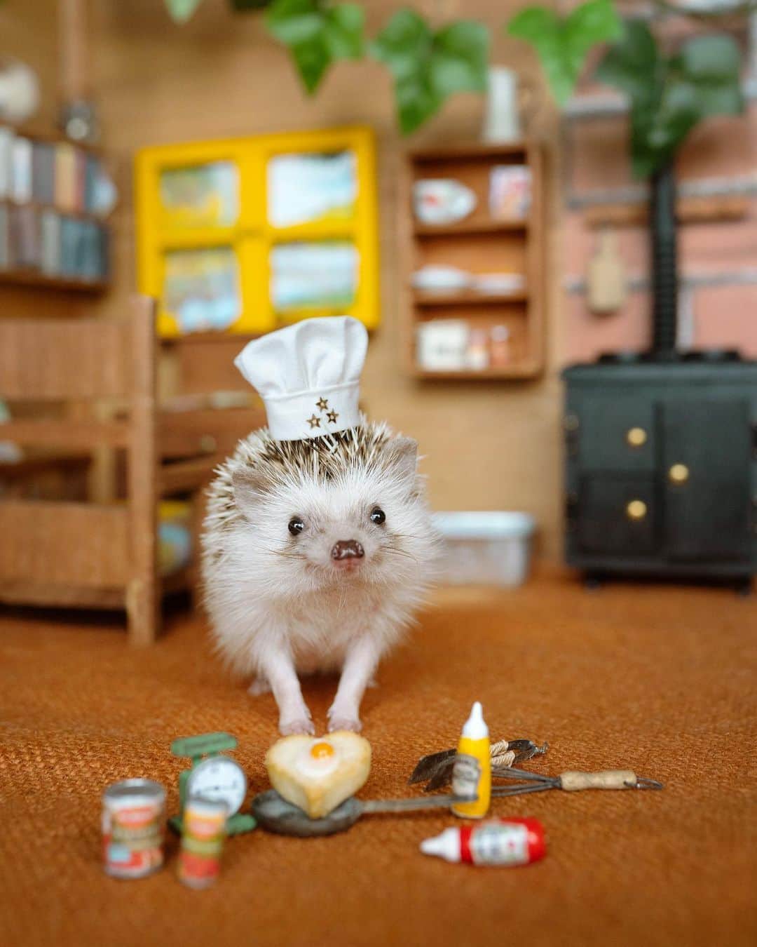 ダーシーのインスタグラム：「What do you want for dinner?👨‍🍳✨」