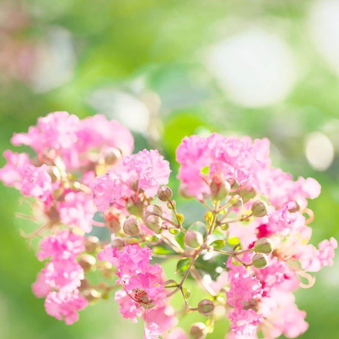 kiccyomuのインスタグラム：「☁️ 2020.07.13 Mon 向島百花園近くの公園で 咲いてた夏の花… #百日紅 もう咲いてる！ とびっくり😊 梅雨はまだ明けてないけどネ 早く明けてくおくれ😄 #心に花を  今日も元気に🤗  location #東京 📷撮影 2020年07月12日」
