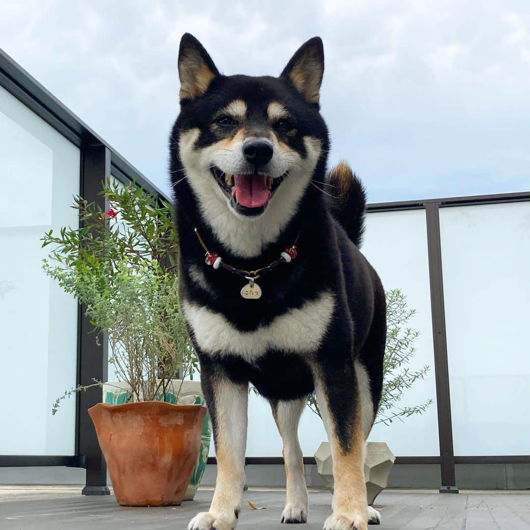 vo_coのインスタグラム：「😆 月曜日 今週も笑顔で頑張りましょう✨ * #月曜日は笑顔で頑張る日  #shibastagram #instashiba #shiba #shibainu #黒柴 #柴犬」