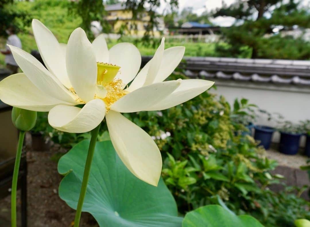 小嶋晶子さんのインスタグラム写真 - (小嶋晶子Instagram)「Yesterday, I went to Yorasezan Shoren-ji Temple. The lotus flowers were in full bloom and really beautiful. Also, the hanging Teru Teru Bozu were really cool. "Teru teru bozu" is a doll made of white paper or cloth. In Japan, some people believe that if you hang this doll on the eaves of your house, the weather will be nice the following day. ☔️🌈☀️ てるてる坊主見たさに生蓮寺へ。ここにしかない遅咲きの蓮(生蓮寺白彼岸蓮)を見るには早過ぎるけど... 早く梅雨明けしないかなぁ。これ以上、強い雨が降り続きませんように☔️🌈☀️ #yorasezan #shorenji #shorenjitemple #teruterubozu #lotusflowers #nara #japan #寄足山 #生蓮寺 #寄足山生蓮寺 #雨晴れ地蔵のお寺 #地蔵菩薩 #高野山真言宗 #てるてる坊主 #蓮 #奈良 #日本 #🇯🇵」7月13日 8時56分 - kojimamajiko