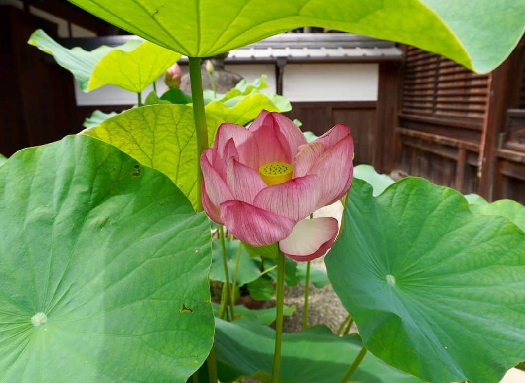 小嶋晶子さんのインスタグラム写真 - (小嶋晶子Instagram)「Yesterday, I went to Yorasezan Shoren-ji Temple. The lotus flowers were in full bloom and really beautiful. Also, the hanging Teru Teru Bozu were really cool. "Teru teru bozu" is a doll made of white paper or cloth. In Japan, some people believe that if you hang this doll on the eaves of your house, the weather will be nice the following day. ☔️🌈☀️ てるてる坊主見たさに生蓮寺へ。ここにしかない遅咲きの蓮(生蓮寺白彼岸蓮)を見るには早過ぎるけど... 早く梅雨明けしないかなぁ。これ以上、強い雨が降り続きませんように☔️🌈☀️ #yorasezan #shorenji #shorenjitemple #teruterubozu #lotusflowers #nara #japan #寄足山 #生蓮寺 #寄足山生蓮寺 #雨晴れ地蔵のお寺 #地蔵菩薩 #高野山真言宗 #てるてる坊主 #蓮 #奈良 #日本 #🇯🇵」7月13日 8時56分 - kojimamajiko
