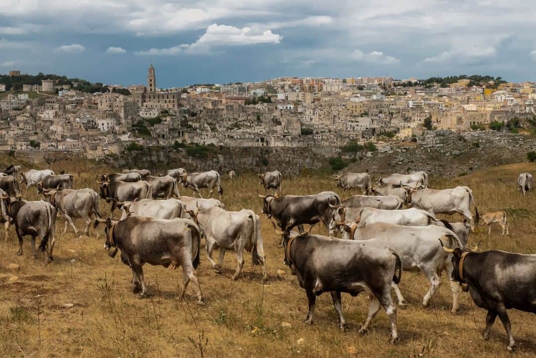National Geographic Travelさんのインスタグラム写真 - (National Geographic TravelInstagram)「Photo by @francescolastrucci  Cows graze in Murgia Materana Park, overlooking Matera, Italy, from the opposite side of the Gravina canyon. Matera’s core is the Sassi, hundreds of caves once used as dwellings and now on the UNESCO World Heritage List. The impoverished inhabitants of the Sassi had been twice relocated from their ancient houses to safer modern neighborhoods until the historic center of the town was completely emptied. Finally, about two decades ago, adventurous artists began moving back, and the recent history of the Sassi of Matera is precisely that of an awakening. Caves began being restored and turned into more comfortable houses, unique hotels, restaurants, and galleries. Matera was awarded the title of European Capital of Culture in 2019. Follow me @francescolastrucci for more places, daily life, and stories around the world. #matera #italy #dailylife」7月13日 9時05分 - natgeotravel
