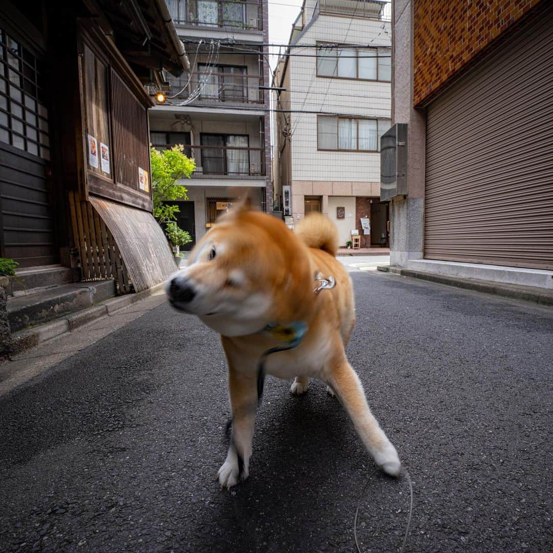 まる（まるたろう）さんのインスタグラム写真 - (まる（まるたろう）Instagram)「Good morning!✨🐶☺️✨おはまる〜！今週も雨やらコロナマンやら大変だけども、気合入れて頑張ってこ〜ね！ #でも無理は禁物です #疲れたら寝ちゃって良いからね #お昼寝タイムって言えば大丈夫 #まるもお昼寝タイム取るからね #頑張っていってらっしゃい #月曜日は笑顔で頑張る日」7月13日 9時05分 - marutaro