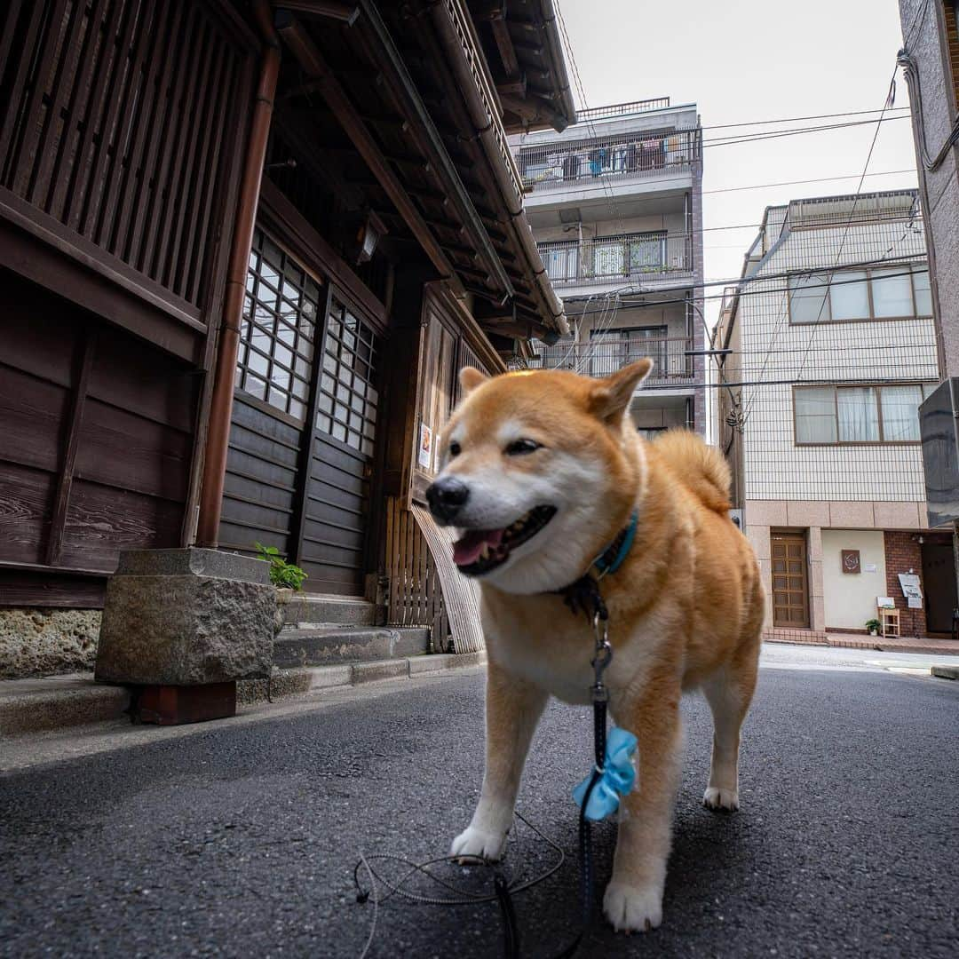 まる（まるたろう）さんのインスタグラム写真 - (まる（まるたろう）Instagram)「Good morning!✨🐶☺️✨おはまる〜！今週も雨やらコロナマンやら大変だけども、気合入れて頑張ってこ〜ね！ #でも無理は禁物です #疲れたら寝ちゃって良いからね #お昼寝タイムって言えば大丈夫 #まるもお昼寝タイム取るからね #頑張っていってらっしゃい #月曜日は笑顔で頑張る日」7月13日 9時05分 - marutaro