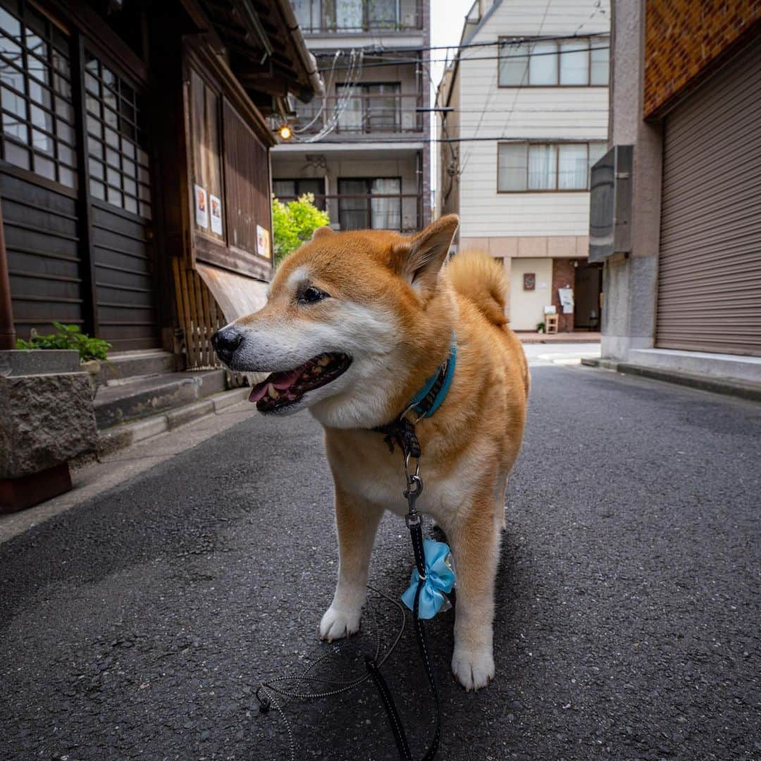 まる（まるたろう）さんのインスタグラム写真 - (まる（まるたろう）Instagram)「Good morning!✨🐶☺️✨おはまる〜！今週も雨やらコロナマンやら大変だけども、気合入れて頑張ってこ〜ね！ #でも無理は禁物です #疲れたら寝ちゃって良いからね #お昼寝タイムって言えば大丈夫 #まるもお昼寝タイム取るからね #頑張っていってらっしゃい #月曜日は笑顔で頑張る日」7月13日 9時05分 - marutaro