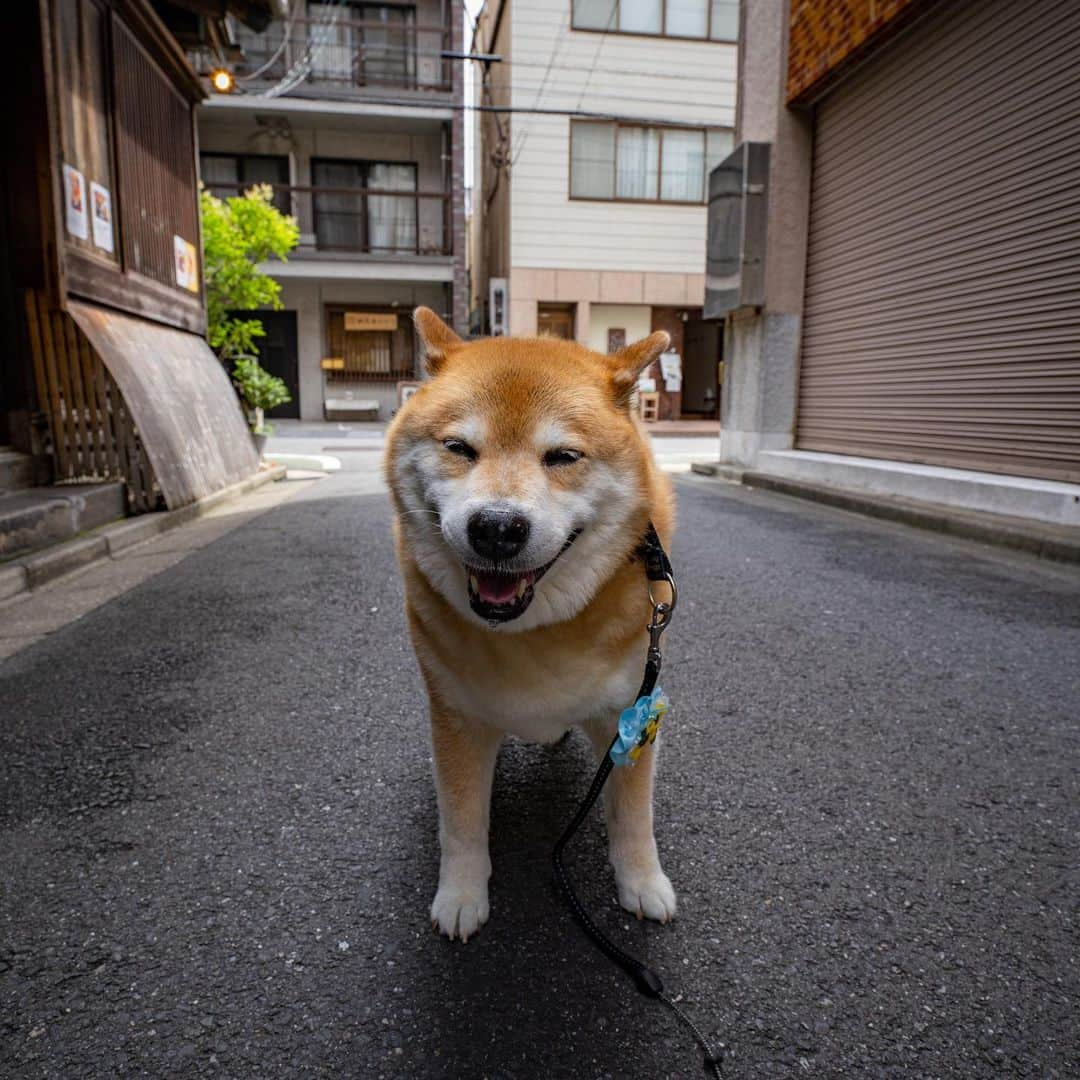 まる（まるたろう）さんのインスタグラム写真 - (まる（まるたろう）Instagram)「Good morning!✨🐶☺️✨おはまる〜！今週も雨やらコロナマンやら大変だけども、気合入れて頑張ってこ〜ね！ #でも無理は禁物です #疲れたら寝ちゃって良いからね #お昼寝タイムって言えば大丈夫 #まるもお昼寝タイム取るからね #頑張っていってらっしゃい #月曜日は笑顔で頑張る日」7月13日 9時05分 - marutaro