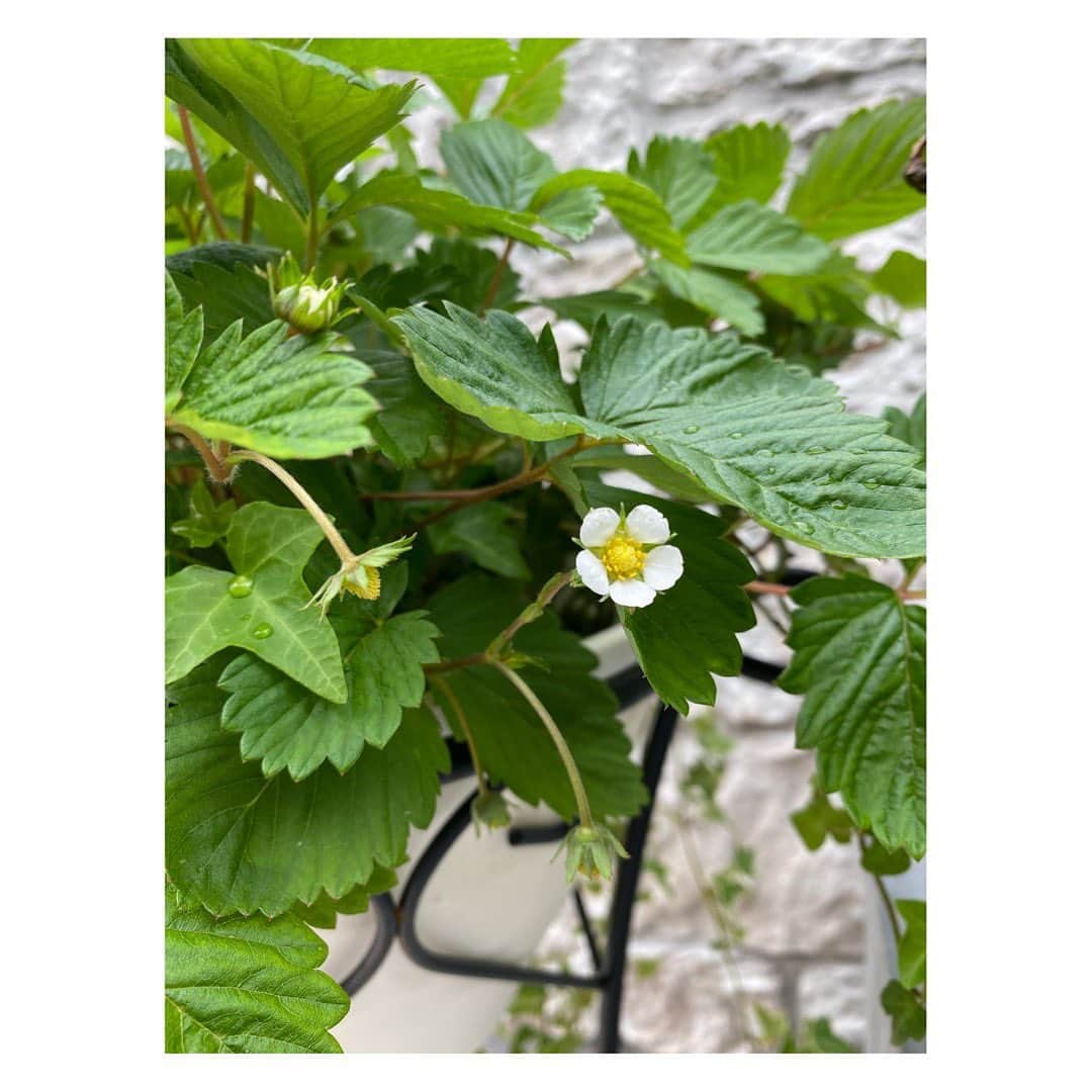 望月理恵さんのインスタグラム写真 - (望月理恵Instagram)「いちごの花が咲きました。 2枚目、 ここから いちごの実ができるかな。  3枚目は2月の写真です。」7月13日 9時01分 - mochiee28