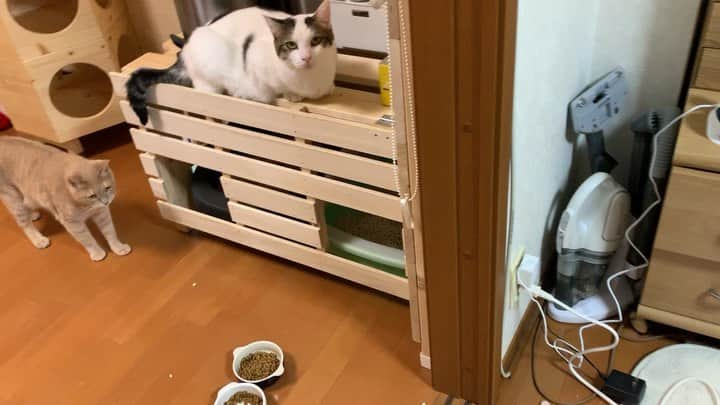 ひのき猫のインスタグラム