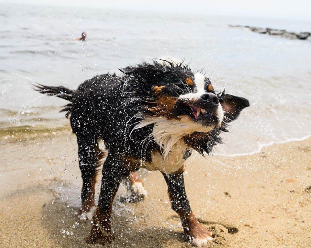 The Dogistさんのインスタグラム写真 - (The DogistInstagram)「Waffle & Elsa, Bernese Mountain Dog & Siberian Husky mix, Cotuit, MA • Waffle and Elsa met for the first time, romped on the beach, and begged for treats together. Elsa went off leash for the first time (without running away) and swam for the first time. @wafflenugget @chasingelsa」7月13日 9時19分 - thedogist