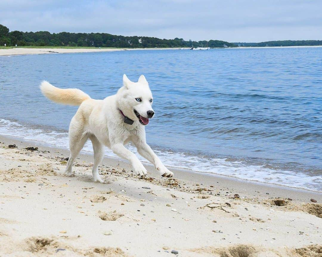 The Dogistさんのインスタグラム写真 - (The DogistInstagram)「Waffle & Elsa, Bernese Mountain Dog & Siberian Husky mix, Cotuit, MA • Waffle and Elsa met for the first time, romped on the beach, and begged for treats together. Elsa went off leash for the first time (without running away) and swam for the first time. @wafflenugget @chasingelsa」7月13日 9時19分 - thedogist