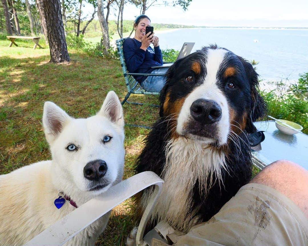 The Dogistさんのインスタグラム写真 - (The DogistInstagram)「Waffle & Elsa, Bernese Mountain Dog & Siberian Husky mix, Cotuit, MA • Waffle and Elsa met for the first time, romped on the beach, and begged for treats together. Elsa went off leash for the first time (without running away) and swam for the first time. @wafflenugget @chasingelsa」7月13日 9時19分 - thedogist