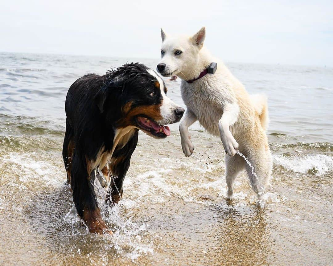 The Dogistさんのインスタグラム写真 - (The DogistInstagram)「Waffle & Elsa, Bernese Mountain Dog & Siberian Husky mix, Cotuit, MA • Waffle and Elsa met for the first time, romped on the beach, and begged for treats together. Elsa went off leash for the first time (without running away) and swam for the first time. @wafflenugget @chasingelsa」7月13日 9時19分 - thedogist