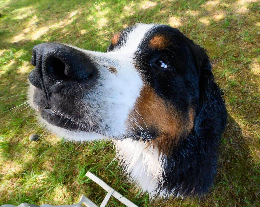 The Dogistさんのインスタグラム写真 - (The DogistInstagram)「Waffle & Elsa, Bernese Mountain Dog & Siberian Husky mix, Cotuit, MA • Waffle and Elsa met for the first time, romped on the beach, and begged for treats together. Elsa went off leash for the first time (without running away) and swam for the first time. @wafflenugget @chasingelsa」7月13日 9時19分 - thedogist