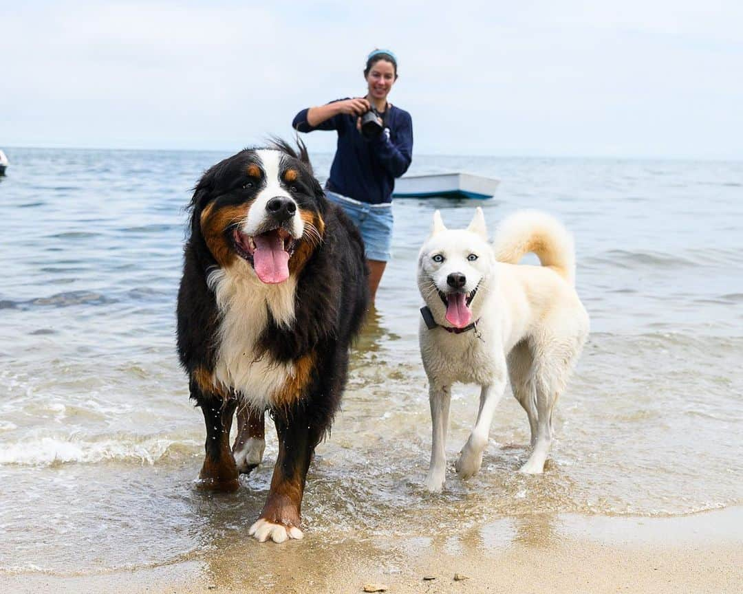 The Dogistさんのインスタグラム写真 - (The DogistInstagram)「Waffle & Elsa, Bernese Mountain Dog & Siberian Husky mix, Cotuit, MA • Waffle and Elsa met for the first time, romped on the beach, and begged for treats together. Elsa went off leash for the first time (without running away) and swam for the first time. @wafflenugget @chasingelsa」7月13日 9時19分 - thedogist