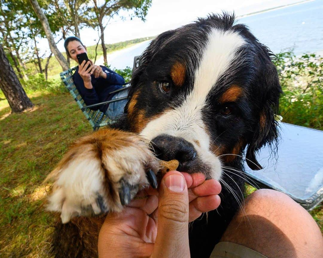 The Dogistさんのインスタグラム写真 - (The DogistInstagram)「Waffle & Elsa, Bernese Mountain Dog & Siberian Husky mix, Cotuit, MA • Waffle and Elsa met for the first time, romped on the beach, and begged for treats together. Elsa went off leash for the first time (without running away) and swam for the first time. @wafflenugget @chasingelsa」7月13日 9時19分 - thedogist