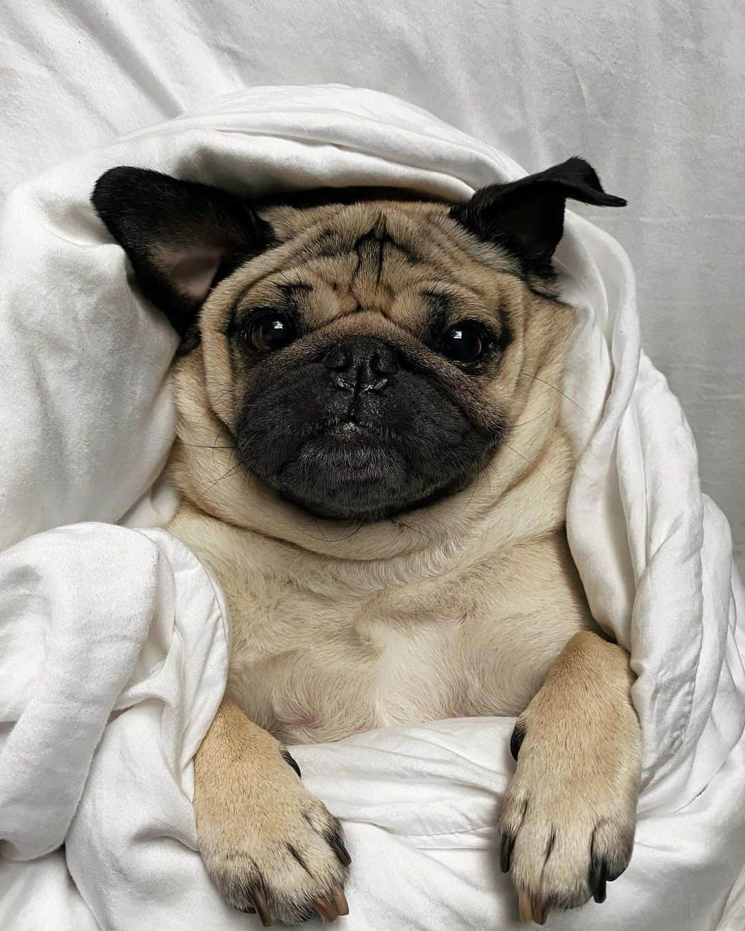 itsdougthepugさんのインスタグラム写真 - (itsdougthepugInstagram)「‪”Everything I do today will be from my bed‬” -Doug」7月13日 0時28分 - itsdougthepug