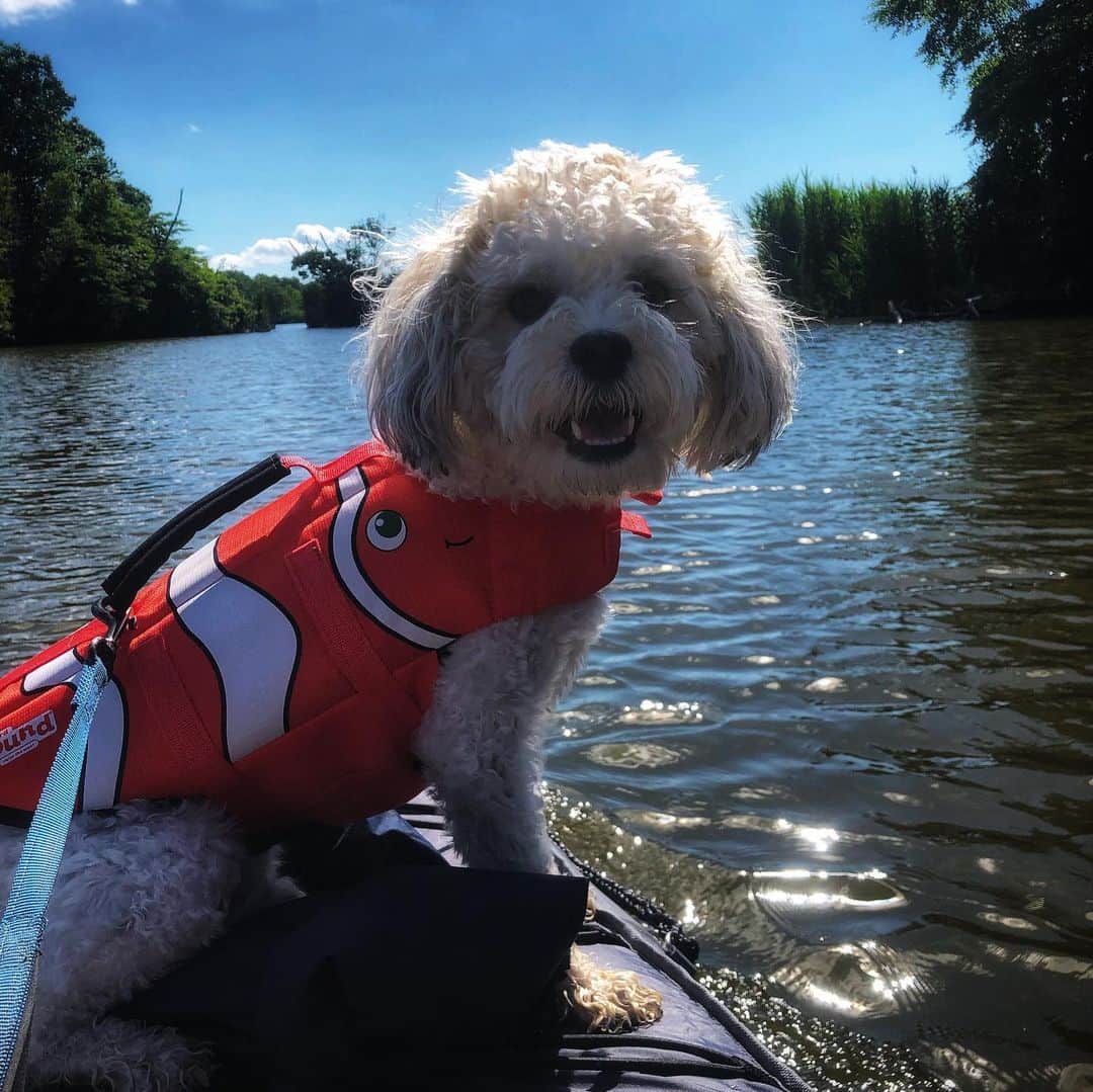 マリッサ・キャステリさんのインスタグラム写真 - (マリッサ・キャステリInstagram)「Mosby loved Kayaking! 🛶 . . . . . . #adventurepup #kayaking #barrington #rhodeisland #kayakingadventures #shichonsofinstagram」7月13日 0時26分 - marissacastelli