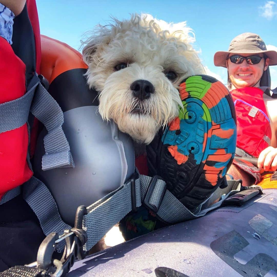 マリッサ・キャステリさんのインスタグラム写真 - (マリッサ・キャステリInstagram)「Mosby loved Kayaking! 🛶 . . . . . . #adventurepup #kayaking #barrington #rhodeisland #kayakingadventures #shichonsofinstagram」7月13日 0時26分 - marissacastelli