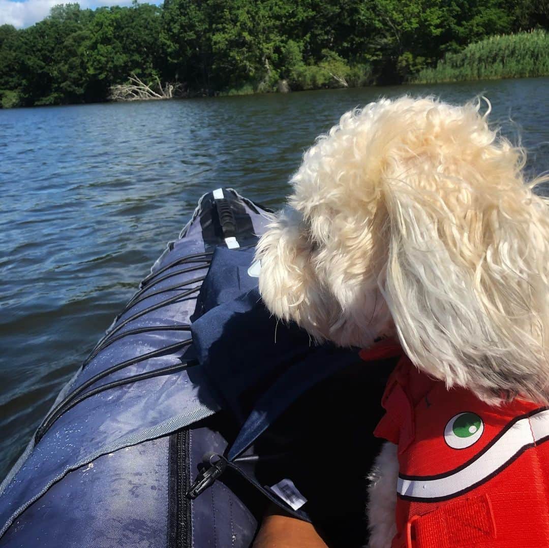 マリッサ・キャステリさんのインスタグラム写真 - (マリッサ・キャステリInstagram)「Mosby loved Kayaking! 🛶 . . . . . . #adventurepup #kayaking #barrington #rhodeisland #kayakingadventures #shichonsofinstagram」7月13日 0時26分 - marissacastelli
