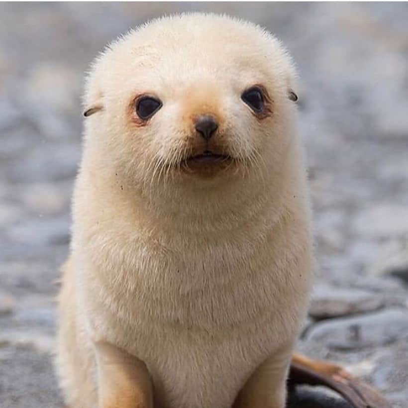 Baby Animalsさんのインスタグラム写真 - (Baby AnimalsInstagram)「Okay why are baby sea lions so cute!! 😍」7月13日 0時53分 - thebabyanimals