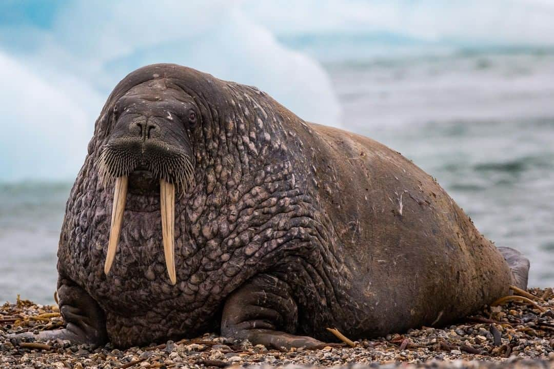 アニマルプラネットさんのインスタグラム写真 - (アニマルプラネットInstagram)「Walrus's long tusks are useful in so many ways! They use these ivory teeth to pull their enormous bodies out of the cold waters and, while underwater, they'll use their tusks to break breathing holes into ice from below. ❄️ . . #beach #bluesea #sealife #seawater #beaches #beachside #bluewater #wildlife #walrus」7月13日 1時00分 - animalplanet