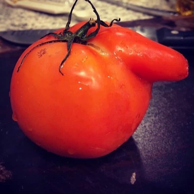 uglyfruitandvegのインスタグラム：「‪Chilled Tomato Dude Chillin’ on a Sunday Afternoon..... 🍅😎 Pic by @ma.e.mita ‬」