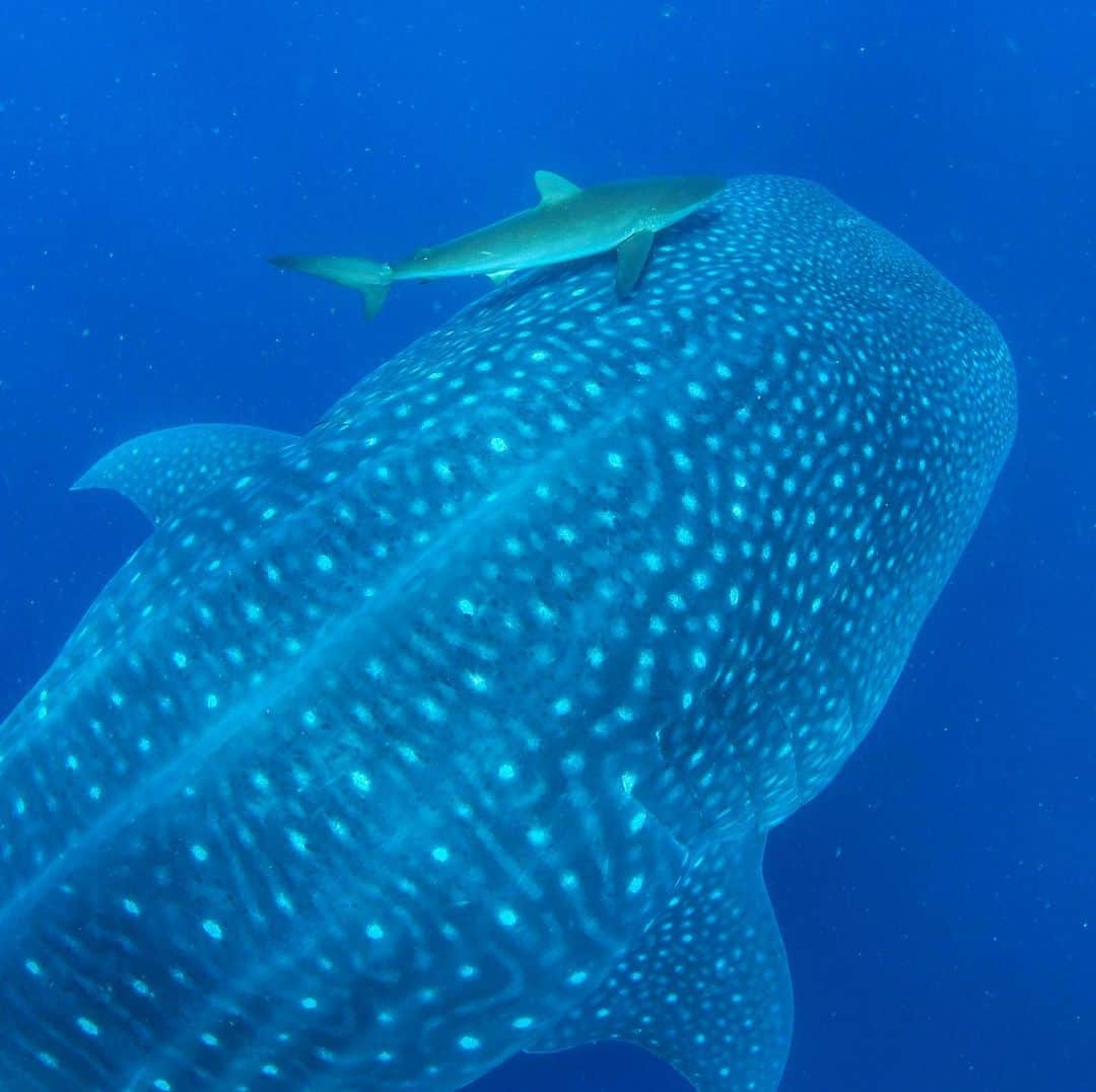 Thomas Peschakのインスタグラム：「The waters around the northern Galápagos Islands of Wolf and Darwin are one of few places in the world where mature whale sharks make regular appearances. Silky sharks are also abundant in these productive seas, but are dwarfed by these 30 + foot giants. They frequently use whale sharks as rubbing posts to dislodge parasites. Photographing this behavior in these wild waters is pretty difficult, the currents were ripping and the whale sharks swim surprisingly fast. After free diving at Darwin’s Arch for 3 hours my lungs were aching and my legs were spent. Shot on assignment for @natgeo in collaboration with @darwinfound @parquegalapagos @pelayosalinas @saveourseasfoundation and #paulmangellfoundation」