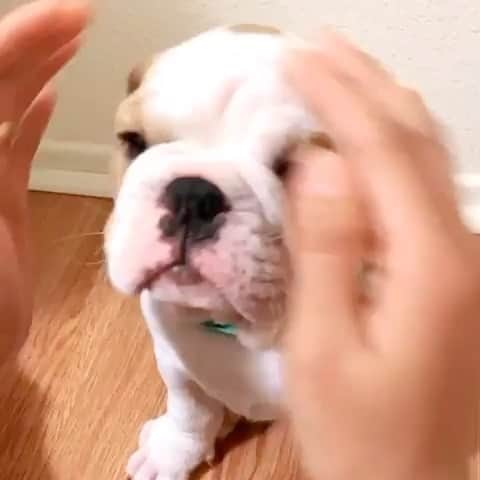 Bodhi & Butters & Bubbahのインスタグラム：「Glow up ✨ . . . . . #bulldog #sundayfunday #sunday #morning #puppy #love #glowup #cute #baby #girl #smile #laugh #be #happy #dogsofinstagram #bestoftheday 💗 @amzoeyyy」