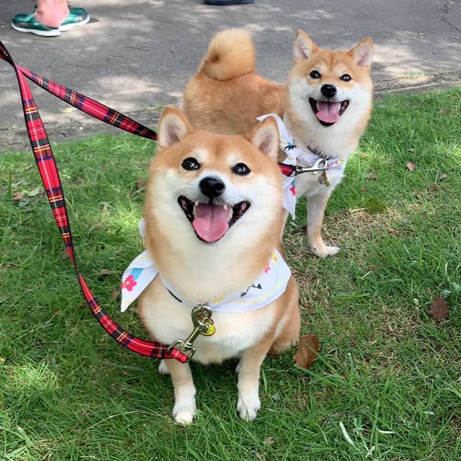 豆柴 サニーちゃんのインスタグラム