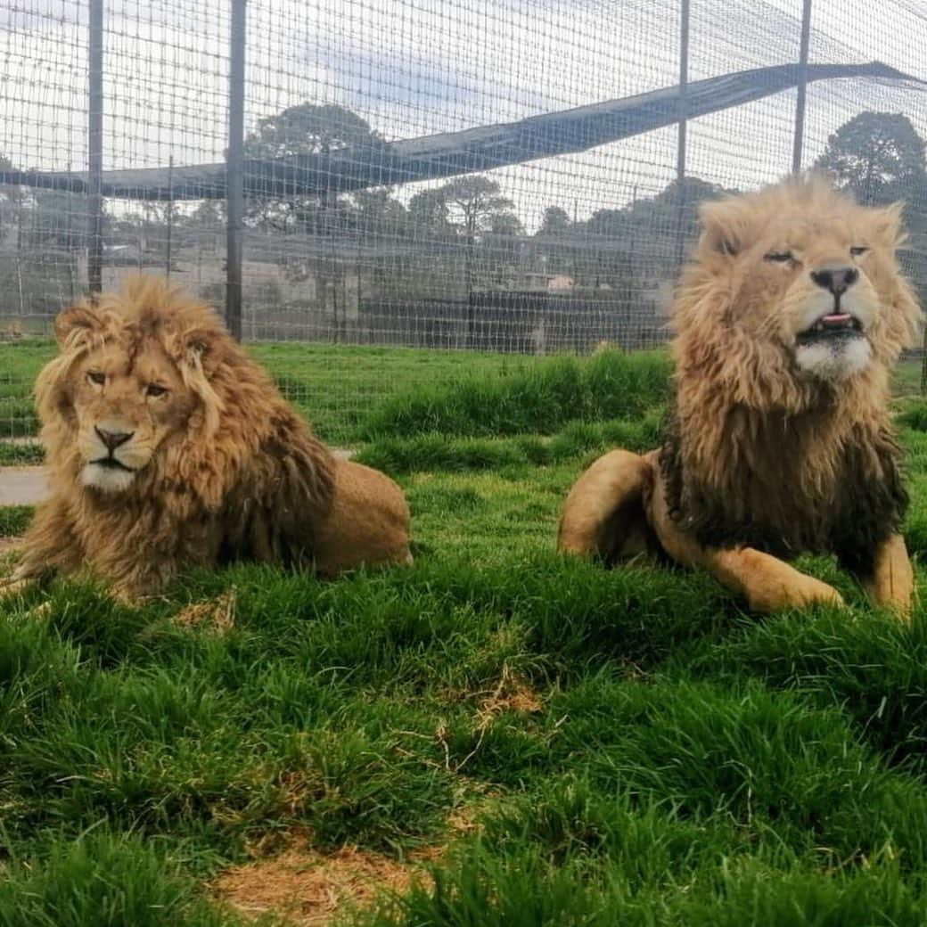 Black Jaguar-White Tiger さんのインスタグラム写真 - (Black Jaguar-White Tiger Instagram)「Galileo. Rey. Lovey. Lewis & Seth. Angel. Marisa... #SaveLions #Stage2bBJWT」7月13日 2時04分 - blackjaguarwhitetiger