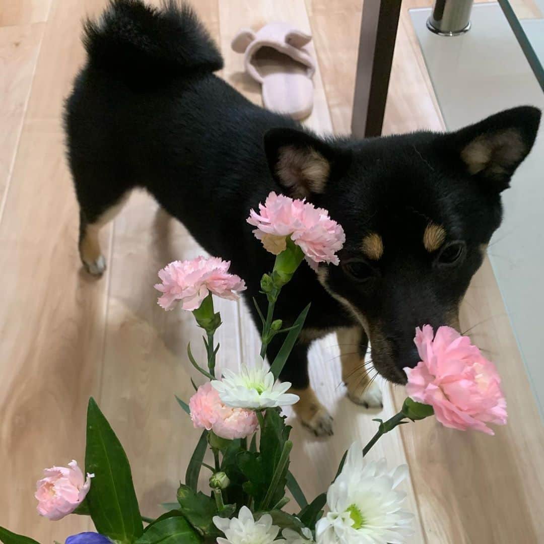 のインスタグラム：「お花が好きで毎日嗅いでる💐  . . . .  #豆柴#柴犬#日本犬#黒柴#黒豆柴#まめしば#しばいぬ#しば#しばすたぐらむ #こいぬ #柴  #ここ柴部#柴子犬 #shibalove #mameshiba #kuroshiba #shibainu #shiba #shibadog #shibastagram #shibastyle#なーこ」