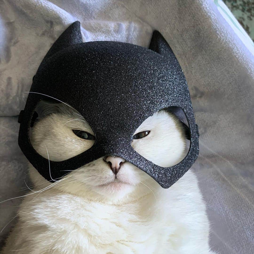 ミスター・ホワイトさんのインスタグラム写真 - (ミスター・ホワイトInstagram)「I’m Batman 🤣 what’s your favorite superhero movie?」7月13日 2時26分 - white_coffee_cat