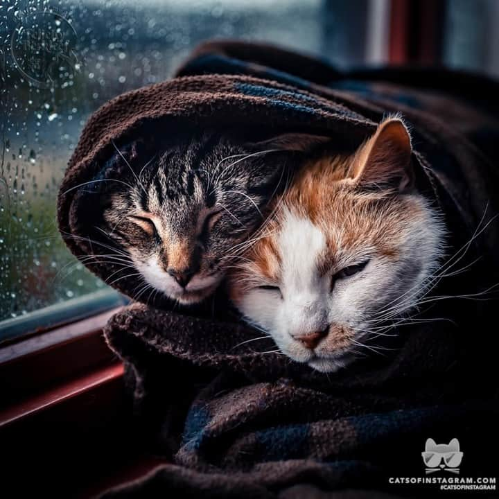 Cats of Instagramさんのインスタグラム写真 - (Cats of InstagramInstagram)「From @felicityberkleef: “The cutest snuggle buddies😽🌧” #catsofinstagram」7月13日 3時05分 - cats_of_instagram