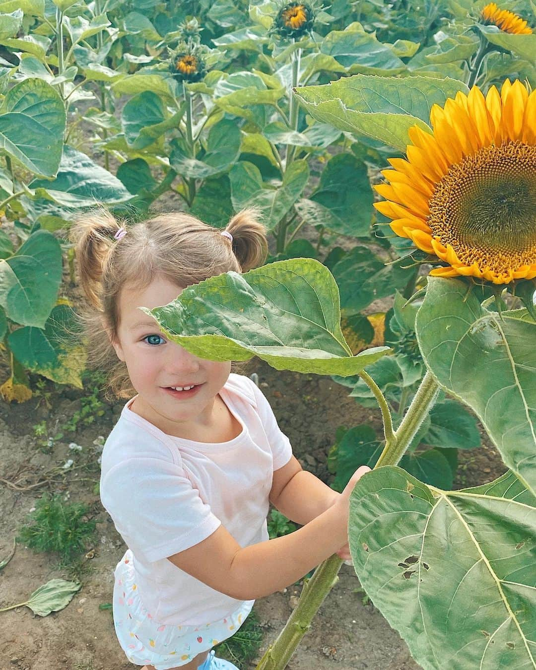 サム・フェアーズさんのインスタグラム写真 - (サム・フェアーズInstagram)「Sunday evening sunflower picking 🌻」7月13日 3時17分 - samanthafaiers