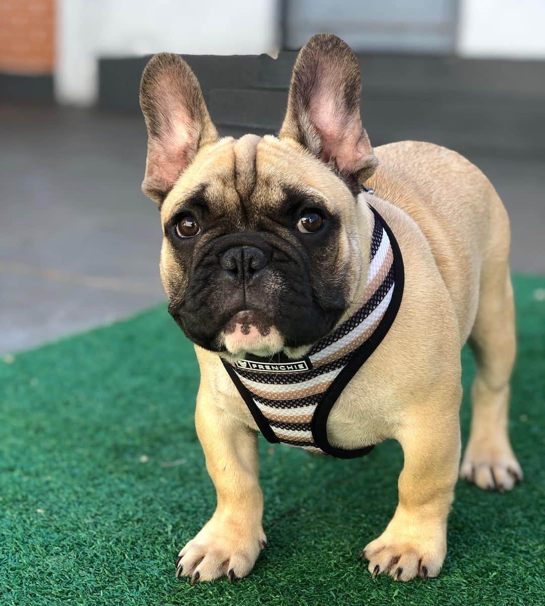 Regeneratti&Oliveira Kennelさんのインスタグラム写真 - (Regeneratti&Oliveira KennelInstagram)「Don’t mind me, I'm just here to steal your heart 🥰 #Punkin #frenchiepetsupply  . .  Shop  @frenchie_bulldog ⚡️THE COOLEST⚡️ swag for your pup! 🎁 Get 10% off  with code jmarcoz10 🐾  https://frenchiebulldog.com  . . . . .  #frenchie #frenchies #frenchies1 #frenchiepuppy #frenchiesofinstagram #frenchbulldog #frenchbulldogs #frenchbulldogpuppy #frenchbulldogsofinstagram #fransebulldog #franskbulldog #französischebulldogge #flatnosedogsociety #bulldogfrances #bouledogue #bouledoguefrancais #batpig #buhi #frogdog #squishyface #squishyfacecrew  #フレンチブルドッグ #フレンチブルドッグ #フレブル #ワンコ」7月13日 3時27分 - jmarcoz