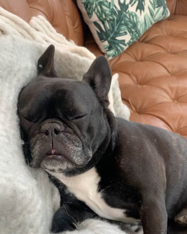 キャサディー・ポープのインスタグラム：「*sound on* Posting because it’s a lazy Sunday, but this is an every day occurrence. We’ve got a couple of weird sleepers here.」